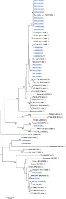 Molecular diagnosis and genotyping of Orientia tsutsugamushi in Maesot and Chiangrai, Thailand